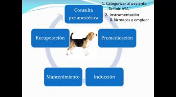 Anestesia en Pequeños Animales 1 parte