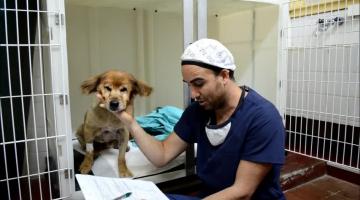 Reconocimiento de DOLOR