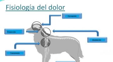 SEMINARIO MANEJO DEL DOLOR