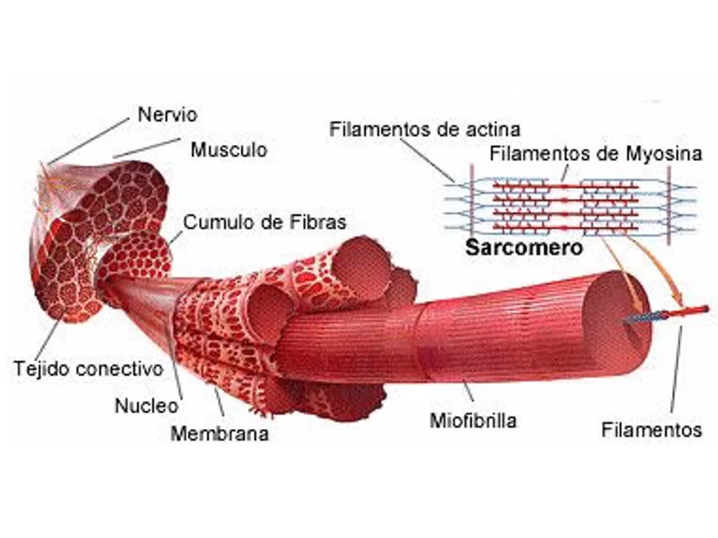 livor mortis humano